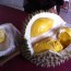 Durian Musang King mana nak dapat